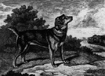 Собака породы староанглийский терьер