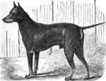 Old English Terrier