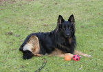 Old German Shepherd Dog with a ball