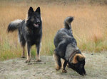 Old German Shepherd Dogs 