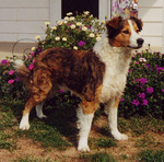 Old Time Farm Shepherd and flowers