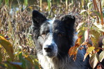 Old Time Farm Shepherd dog face