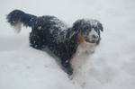 Old Time Farm Shepherd dog in the snow