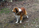 Old Time Farm Shepherd for a walk