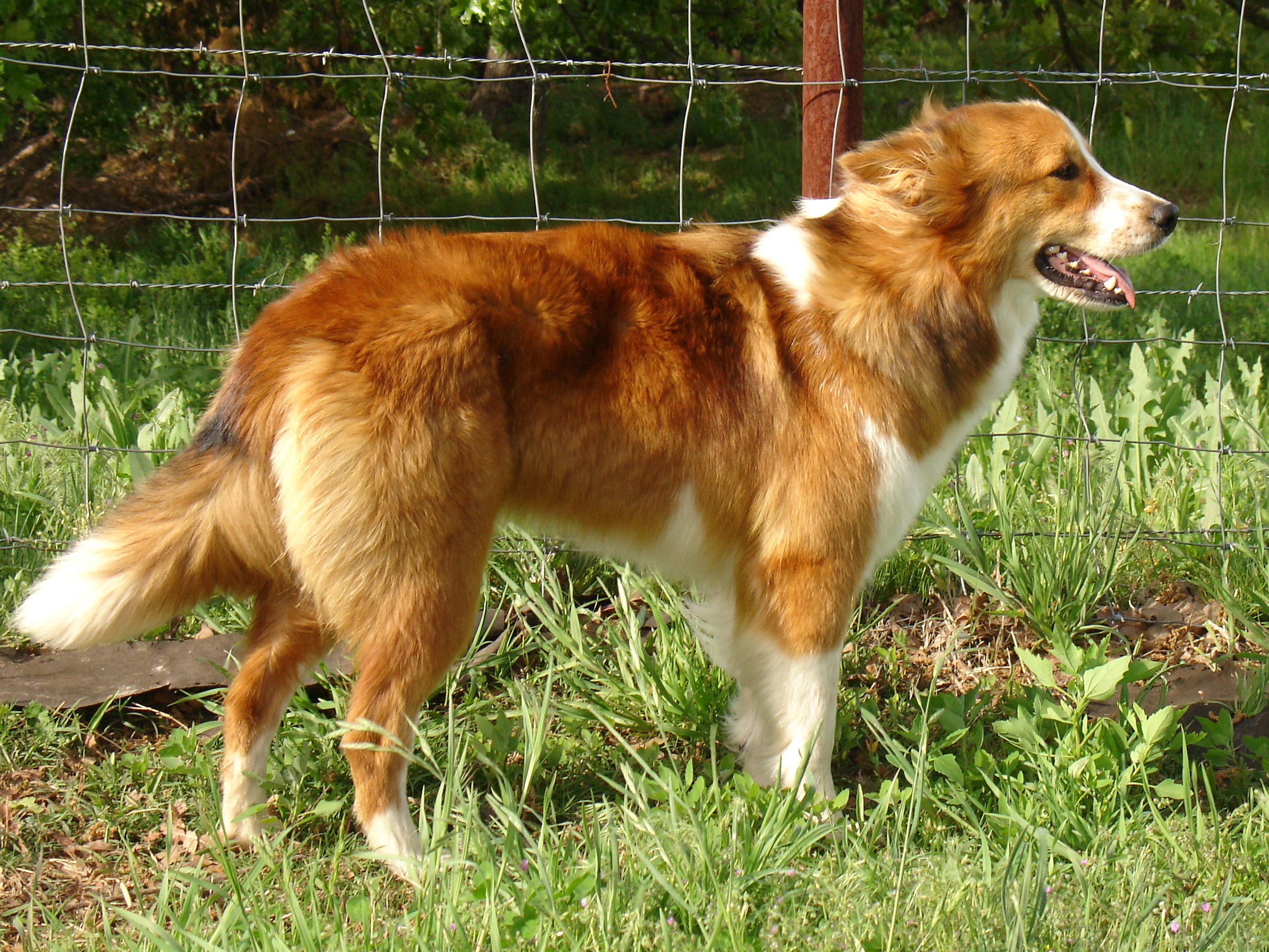 Old Time Farm Shepherd wallpaper