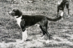 Old Trigg Hound dog