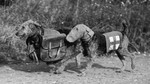 Old war Airedale Terrier black and white