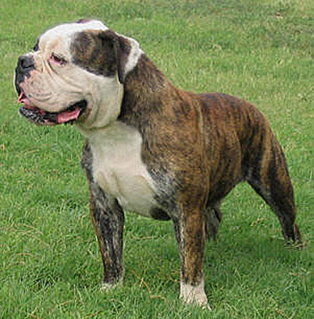 Olde English Bulldogge on the grass wallpaper