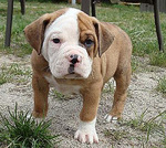 Olde English Bulldogge puppy