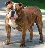 Olde English Bulldogge