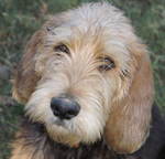 Otterhound dog face