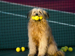 Otterhound dog golfer