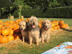 Otterhound dogs and pumpkins