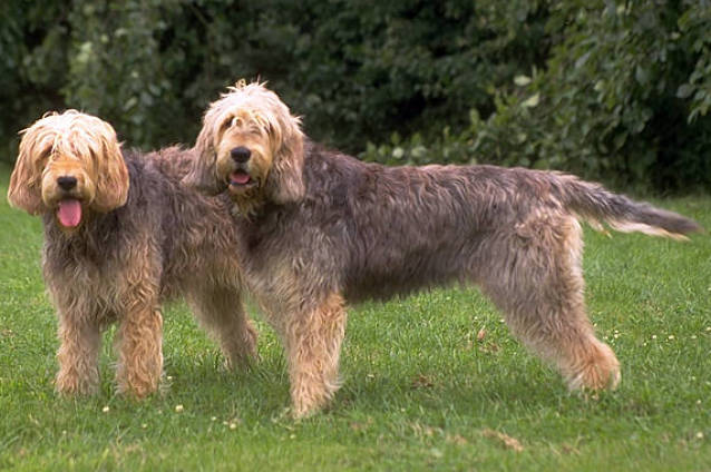 Otterhound wallpaper