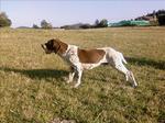 Pachon Navarro dog on the field