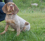 Pachon Navarro puppy with his owner