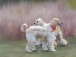 Painted Afghan Hound