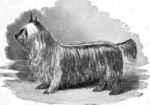 Paisley Terrier dog