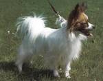 Papillon dog for a walk