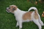 Parson Russell Terrier dog on the grass