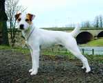 Parson Russell Terrier near the bridge