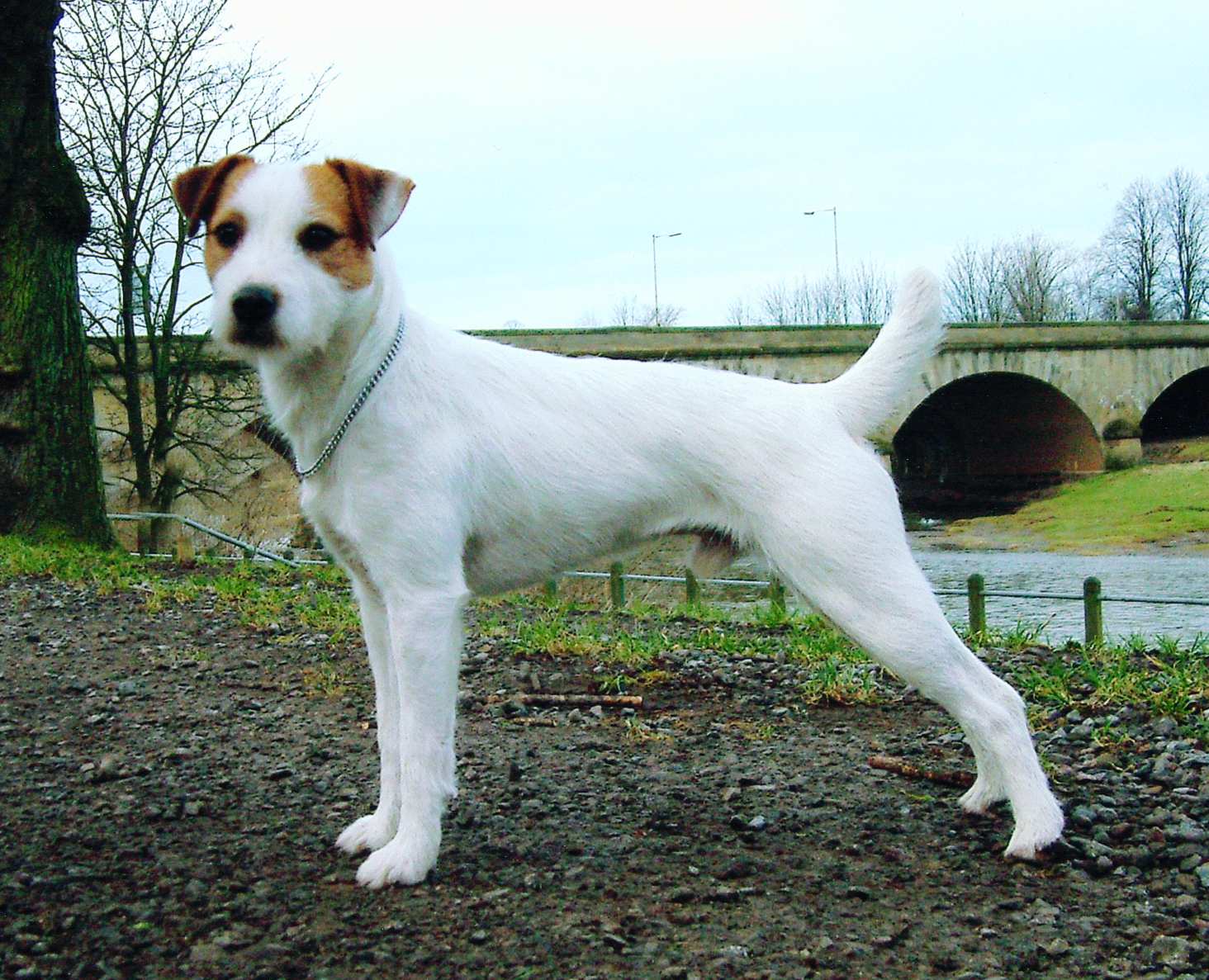 parson-russell-terrier-near-the-bridge-photo