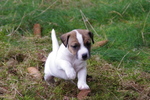 Parson Russell Terrier puppy