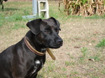 Patterdale Terrier dog face