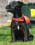 Patterdale Terrier dog in red collar