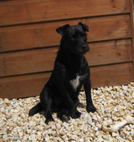 Patterdale Terrier dog near the house