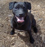 Patterdale Terrier dog