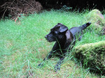 Patterdale Terrier in the grass