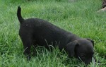 Patterdale Terrier puppy