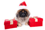 Pekingese and gifts