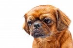 Pekingese dog face