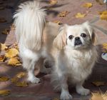 Pekingese dog for a walk