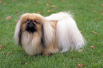 Pekingese dog in the grass