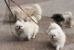 Pekingese dogs