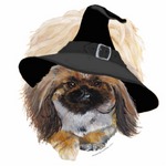 Pekingese Pekingese