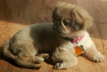 Pekingese puppy