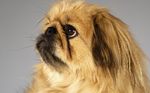 Pekingese 