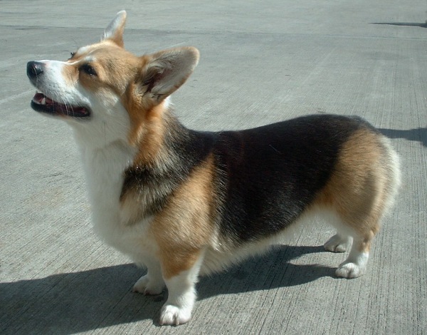 Welsh Corgi, Pembroke wallpaper