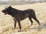 Perro de Presa Canario on the field