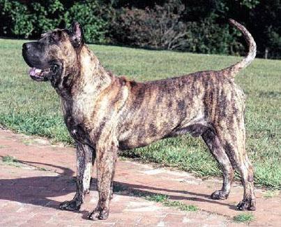 Perro de Presa Canario wallpaper