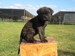 Perro de Presa Canario puppy