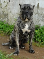 Perro de Presa Canario