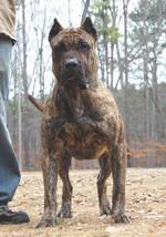 Perro de Presa Canario with his owner