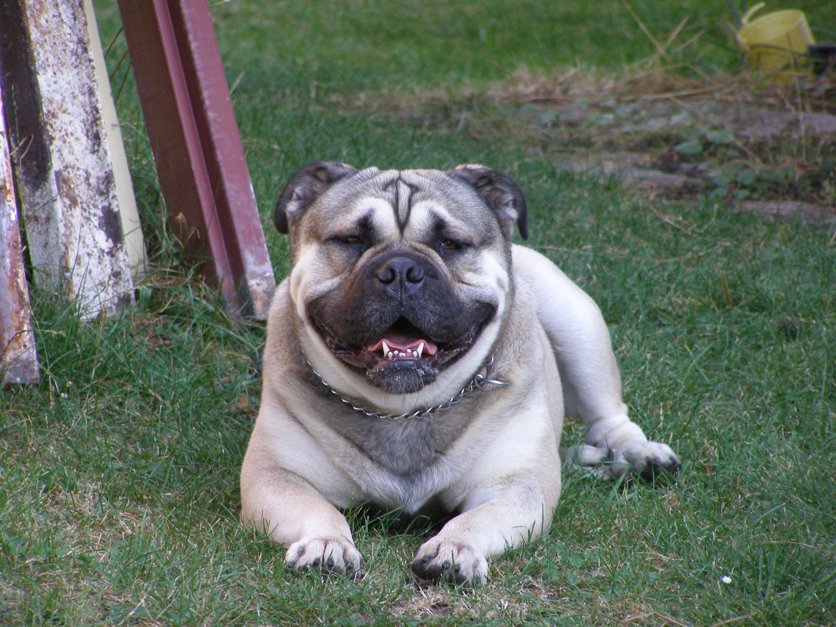 Собака Ка де Бо на траве фото