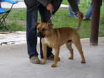 Perro de Presa Mallorquin with a owner