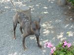 Peruvian Hairless Dog and flowers